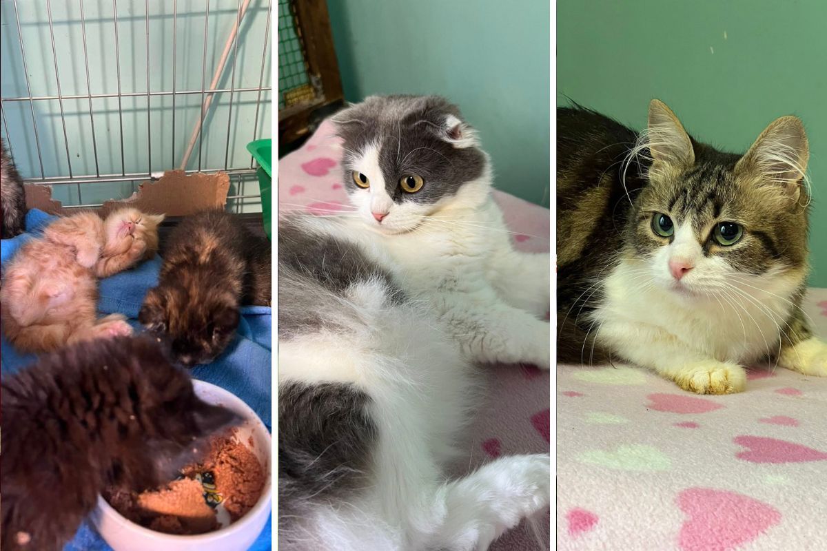 Тільки погляньте в ці оченята Тільки погляньте в ці оченята