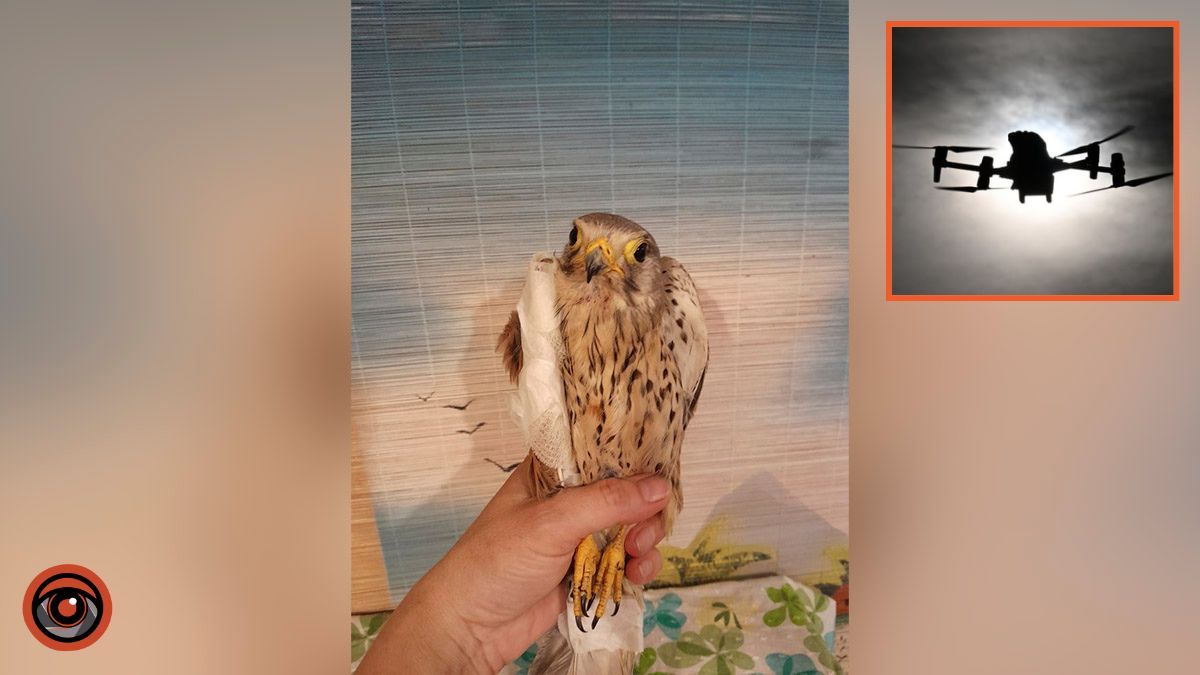 Атаковал русский БпЛА и сломал плечо: в Днепре спасают птицу Шрайко