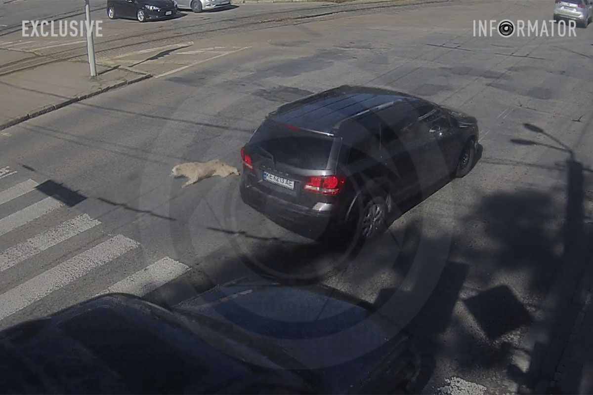 Песик спровокував ДТП на проспекті Лесі Українки у Дніпрі