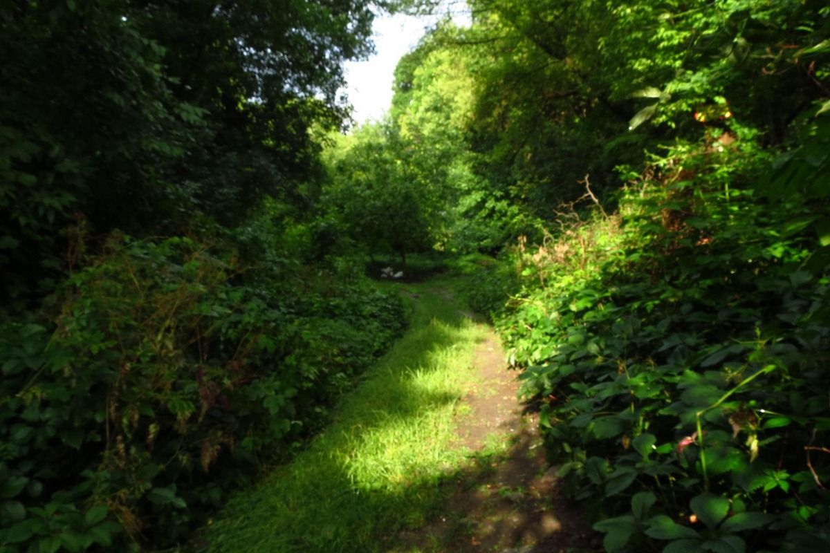 Дніпрян запрошують на толоку Дніпрян запрошують на толоку