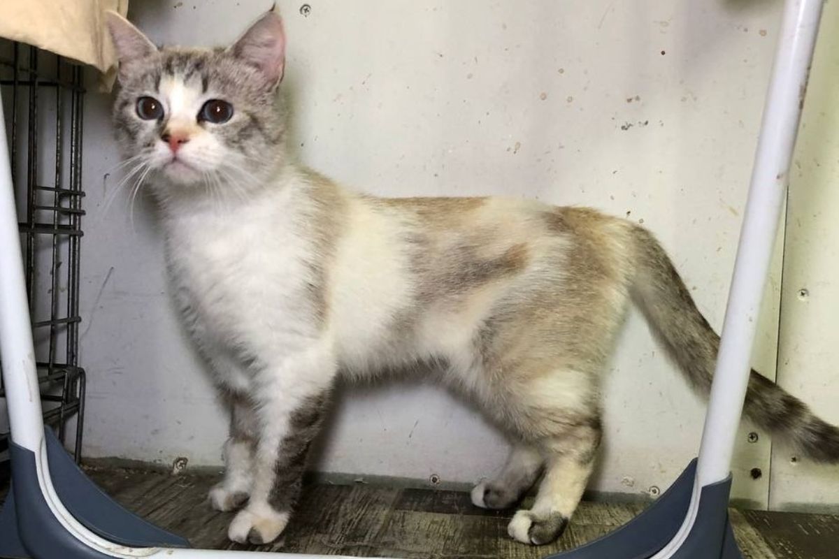 Белла Белла