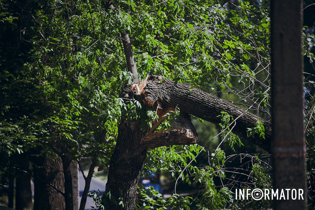 У Дніпрі на Надії Алексєєнко на дорогу впало дерево та заблокувало рух: на місці працюють рятувальники 5