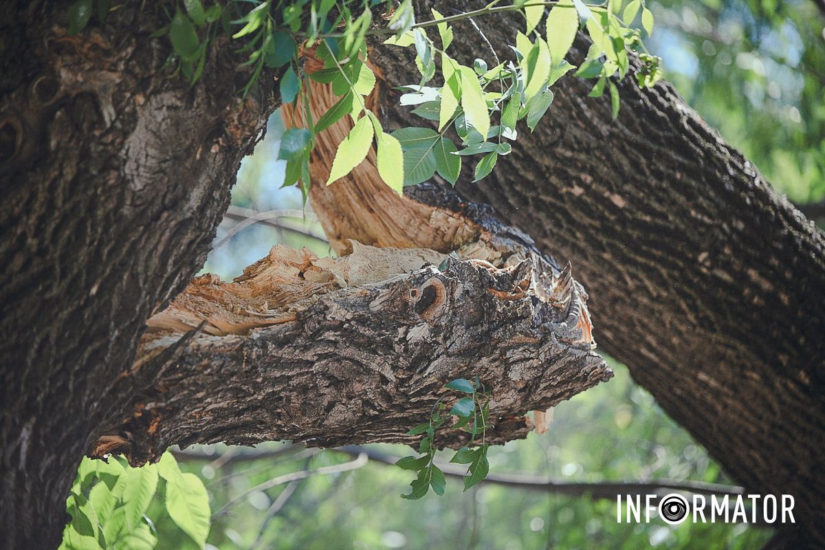 У Дніпрі на Надії Алексєєнко на дорогу впало дерево та заблокувало рух: на місці працюють рятувальники 7