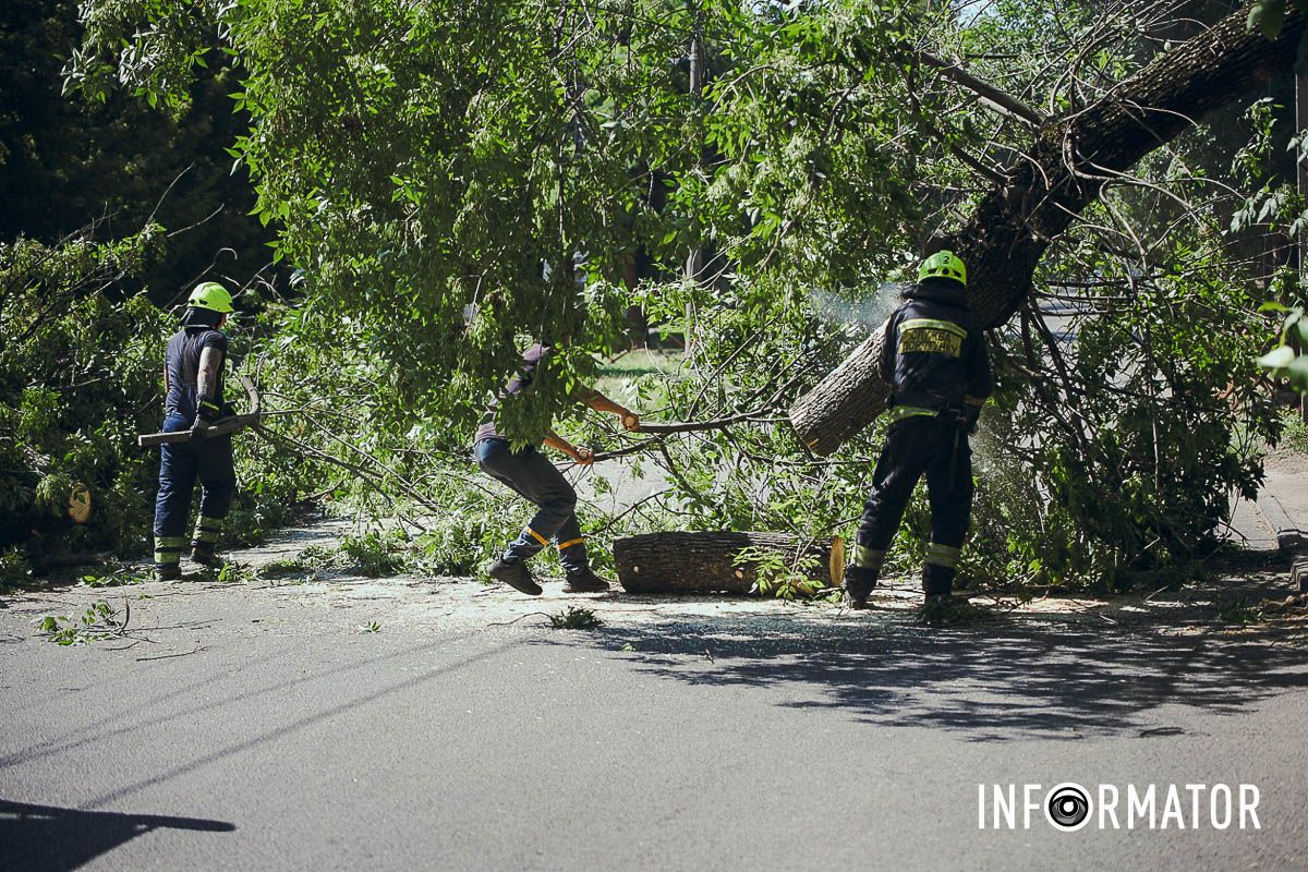 У Дніпрі на Надії Алексєєнко на дорогу впало дерево та заблокувало рух: на місці працюють рятувальники 4