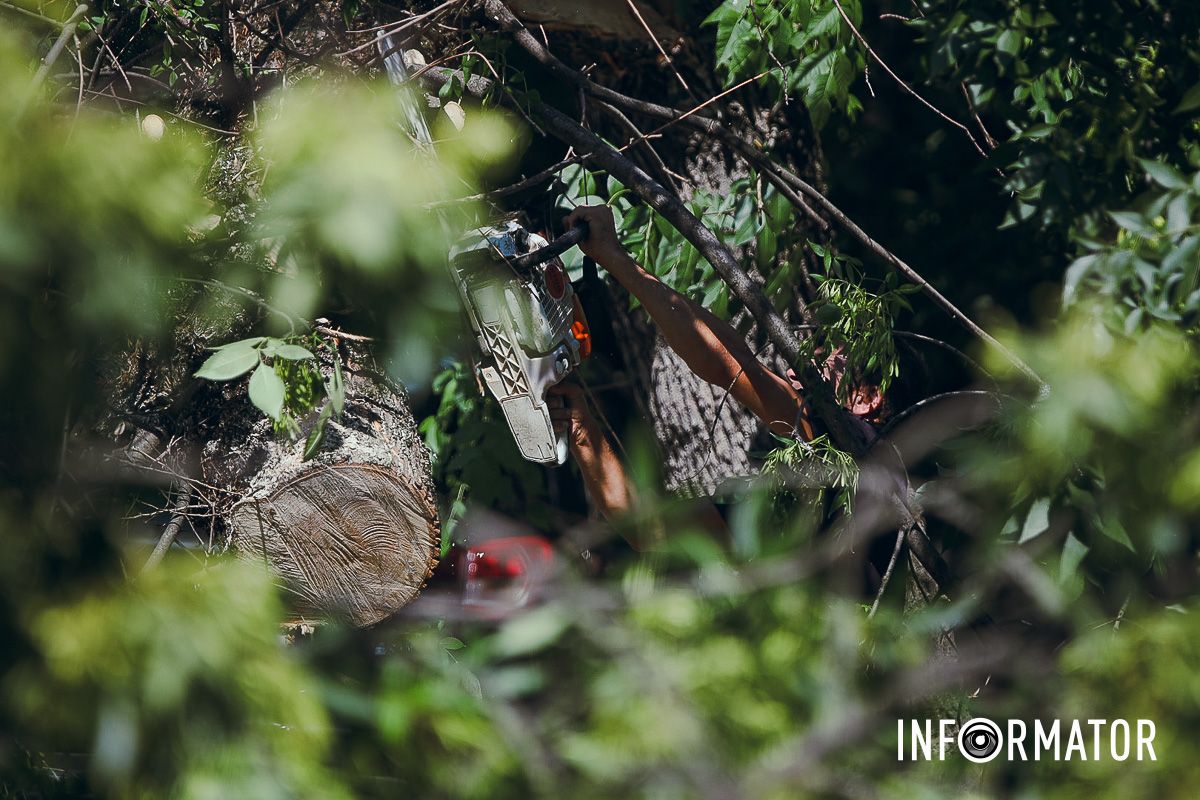 У Дніпрі на Надії Алексєєнко на дорогу впало дерево та заблокувало рух: на місці працюють рятувальники 12