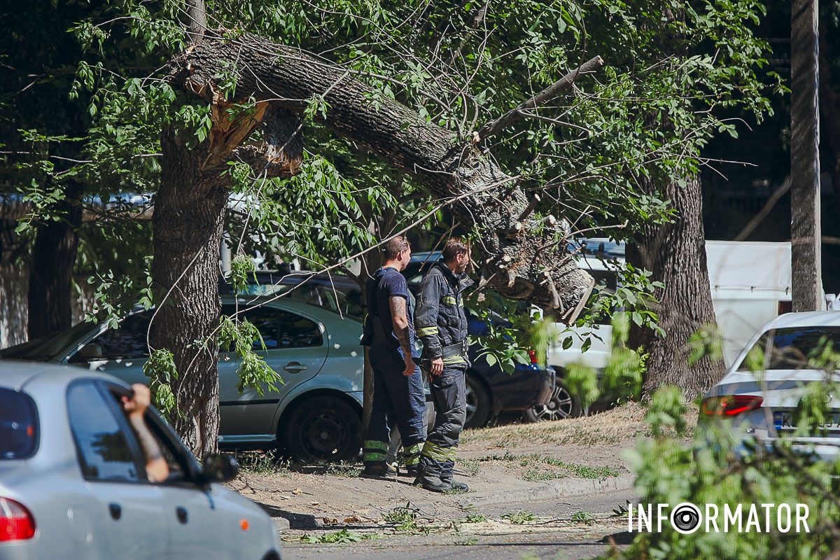 У Дніпрі на Надії Алексєєнко на дорогу впало дерево та заблокувало рух: на місці працюють рятувальники 13