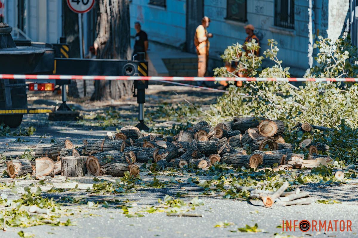 Аварійні дерева У Дніпрі перекрили вулицю Паторжинського: строки та причина 7