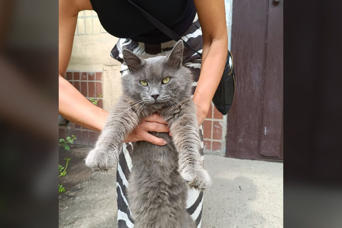 Котик  Котик