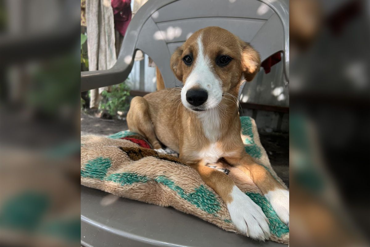 Мірочка  Мірочка