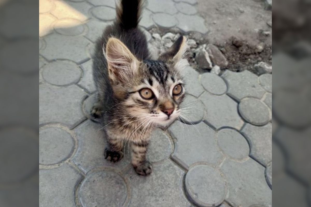 Дівчинка  Дівчинка