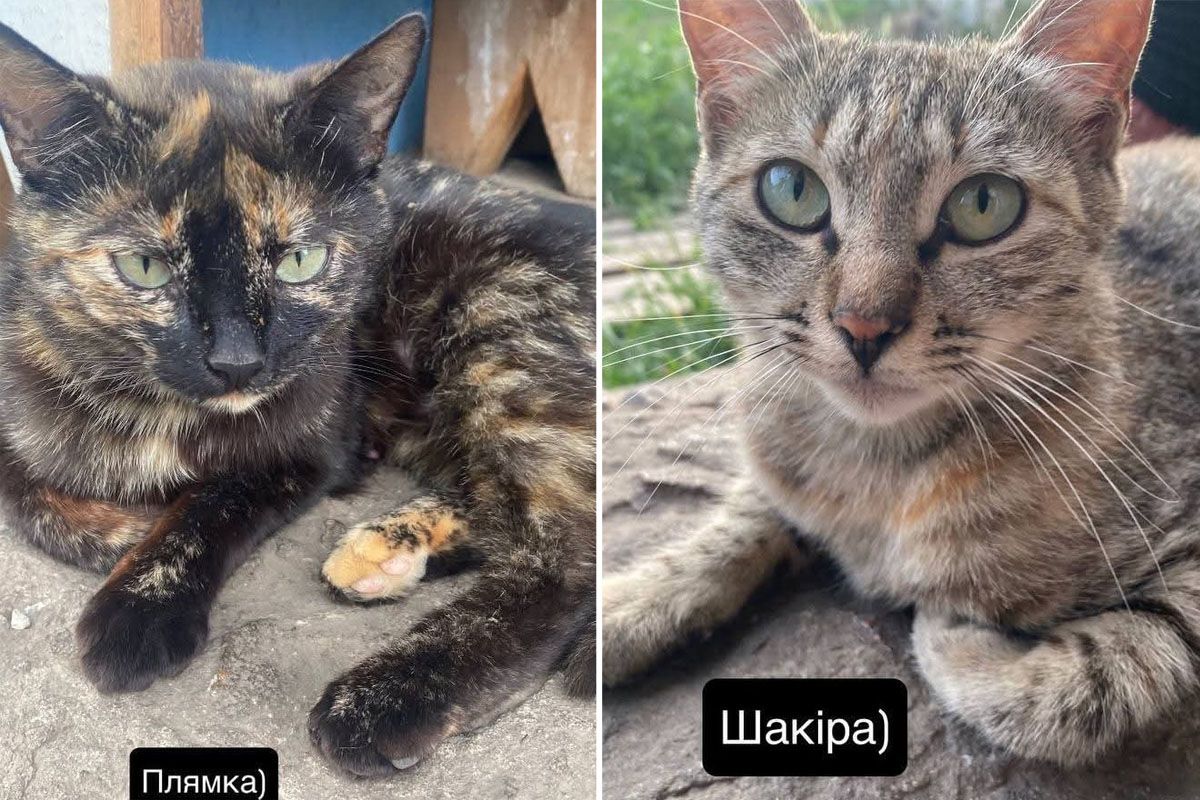 Кішки Кішки