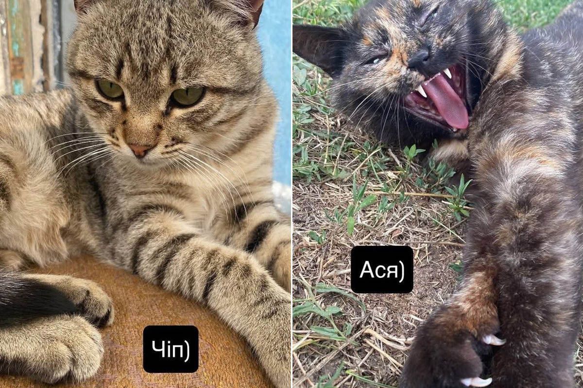 Пухнастики Пухнастики