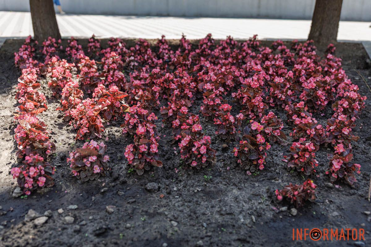 У цветов тоже есть характер