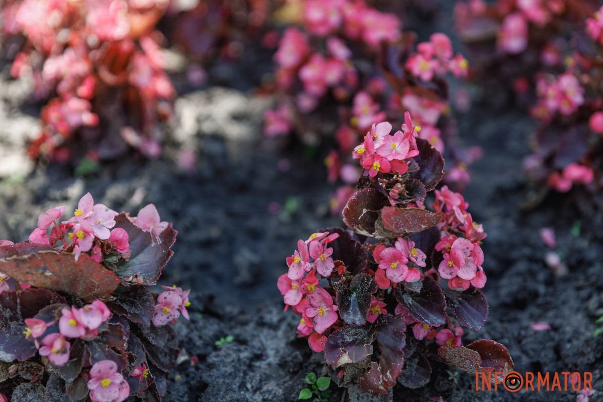 Бегония в объективе — просто вау
