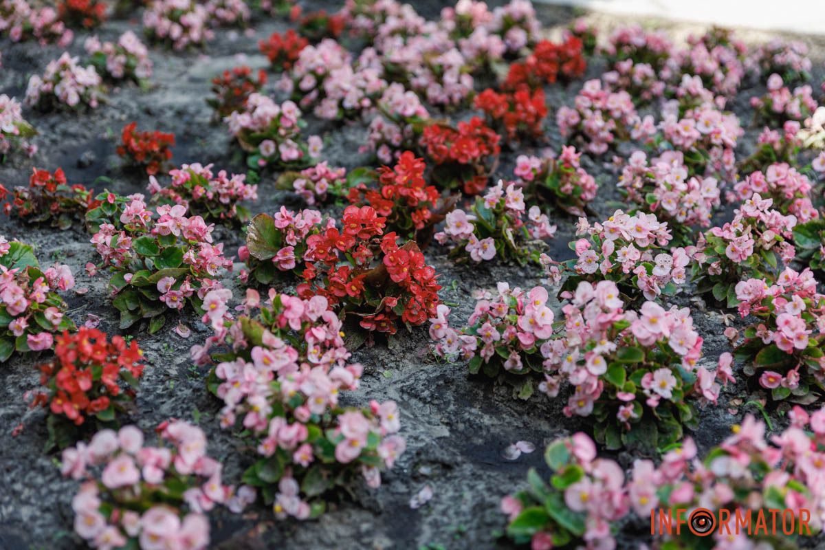 Радуга цветов в бегонии