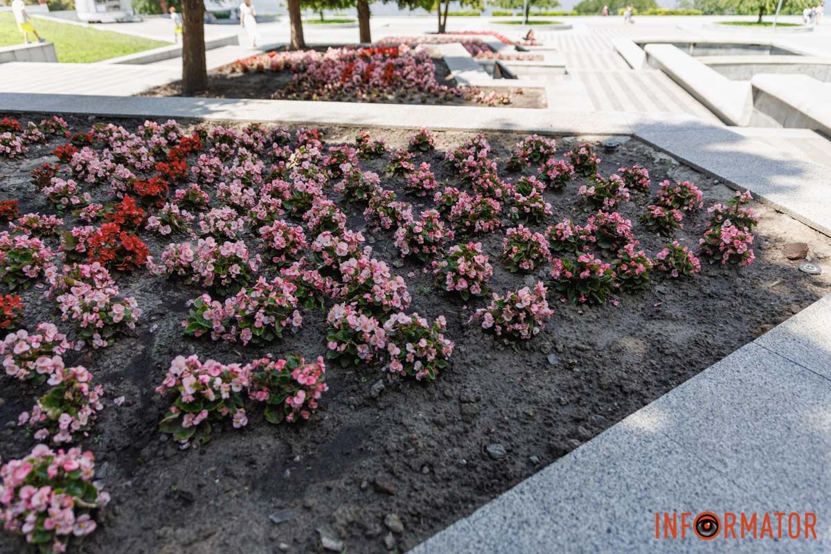 В Днепре в парке Шевченко расцвели бегонии: где искать 21