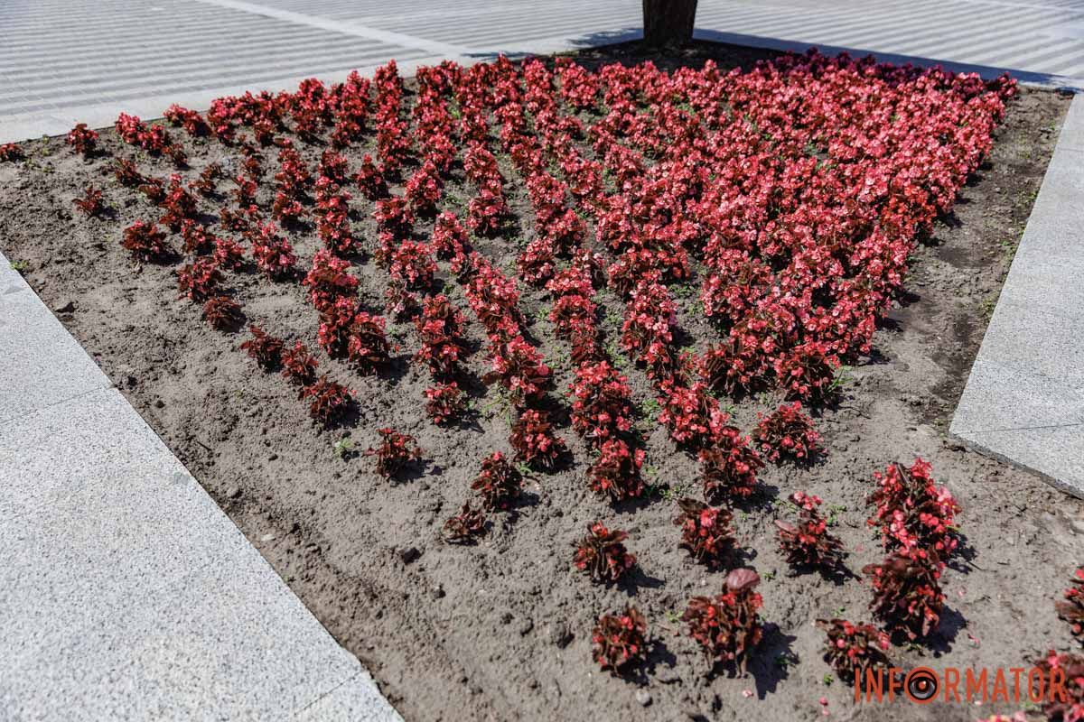 В Днепре в парке Шевченко расцвели бегонии: где искать 23
