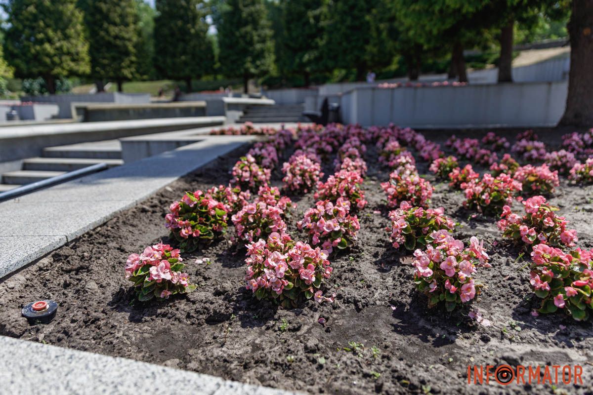 В Днепре в парке Шевченко расцвели бегонии: где искать 22