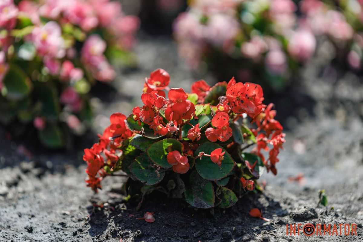 Цветок, меняющий настроение