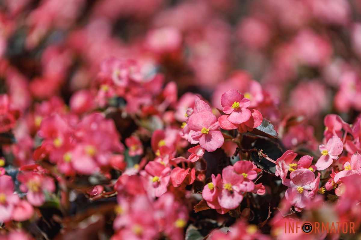В Днепре в парке Шевченко расцвели бегонии: где искать 25