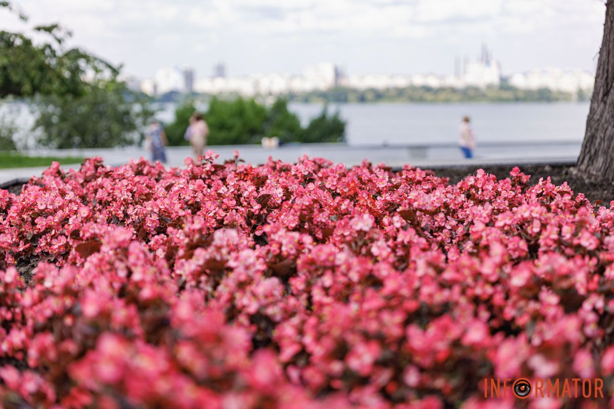 Очаровательная бегония: ежедневное вдохновение