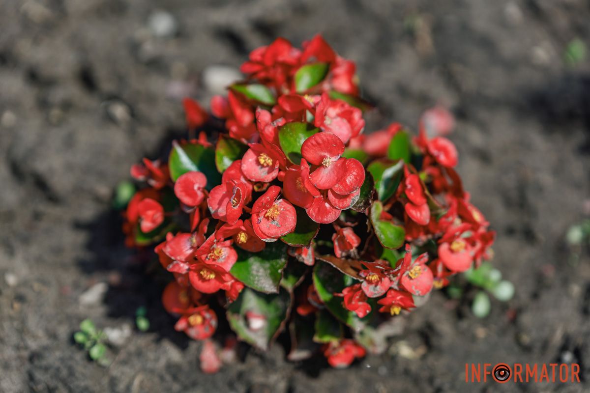 Нежность в каждом листике