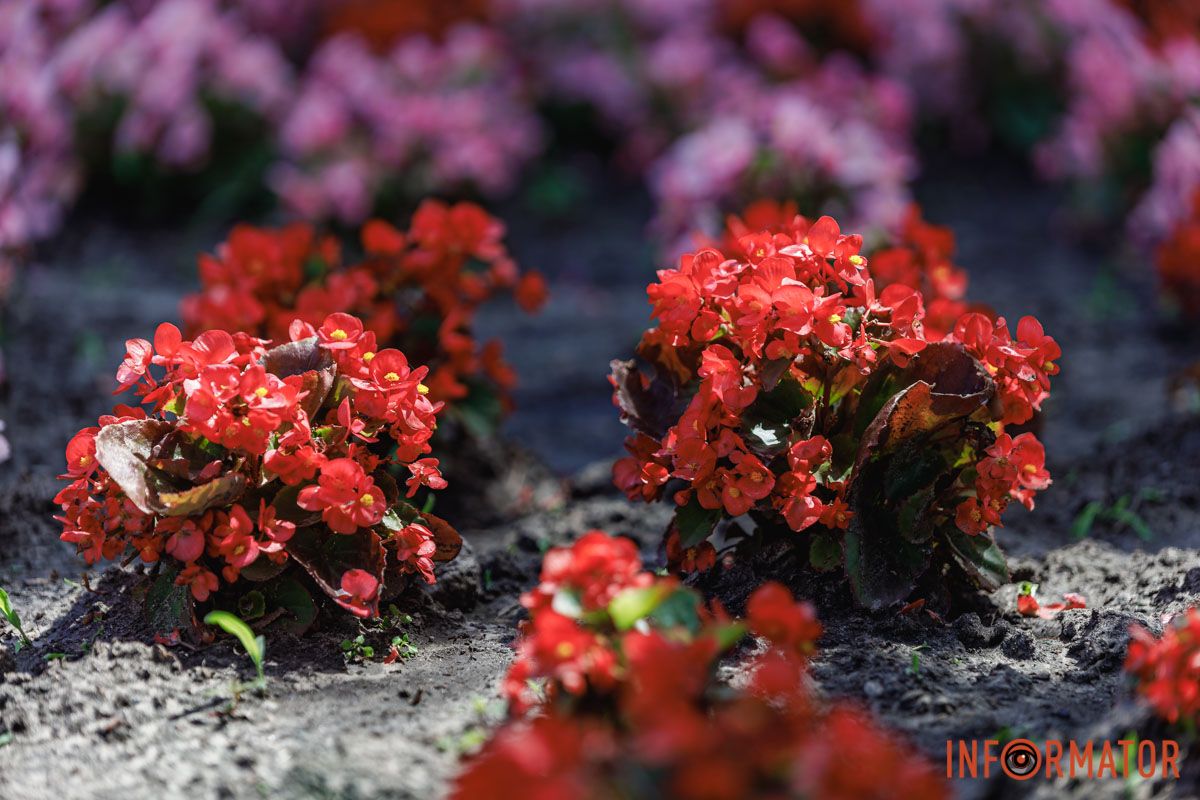В центре внимания – бегония