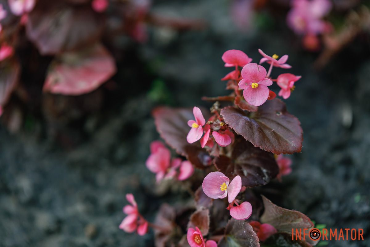 Мгновение покоя среди лепестков