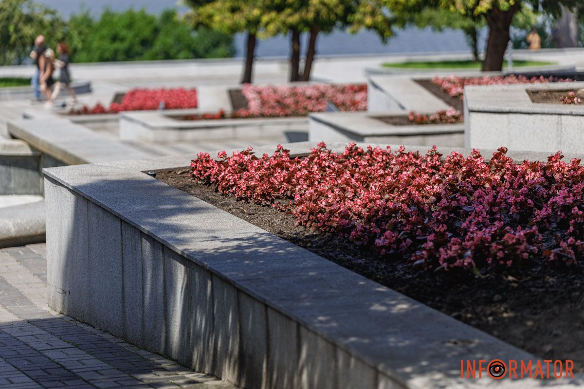 Бегония в полном расцвете