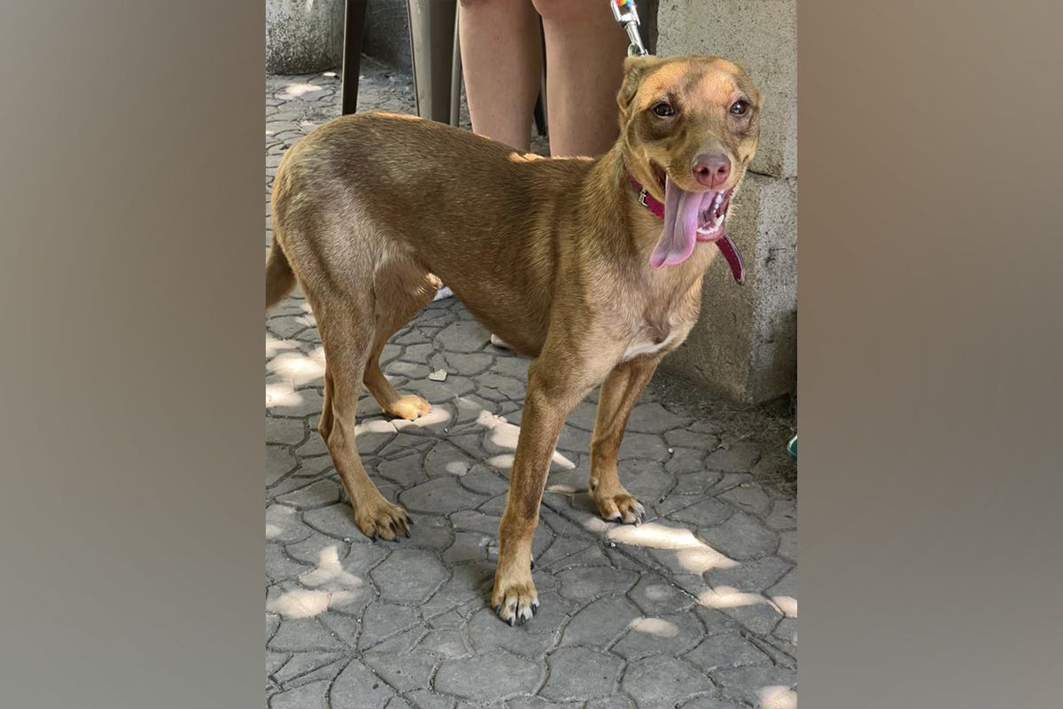 Ніжні, грайливі та віддані: де у Дніпрі знайти собі песика чи котика 2