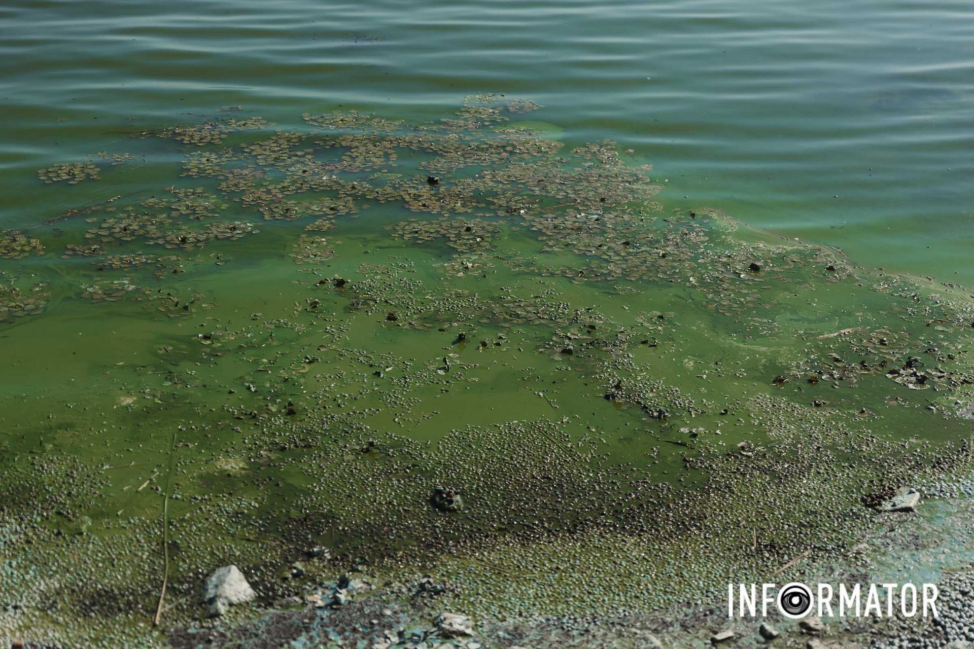 У Дніпрі річка змінила колір і видає сильний сморід Річка в Дніпрі позеленіла і смердить: що відбувається на набережній 1