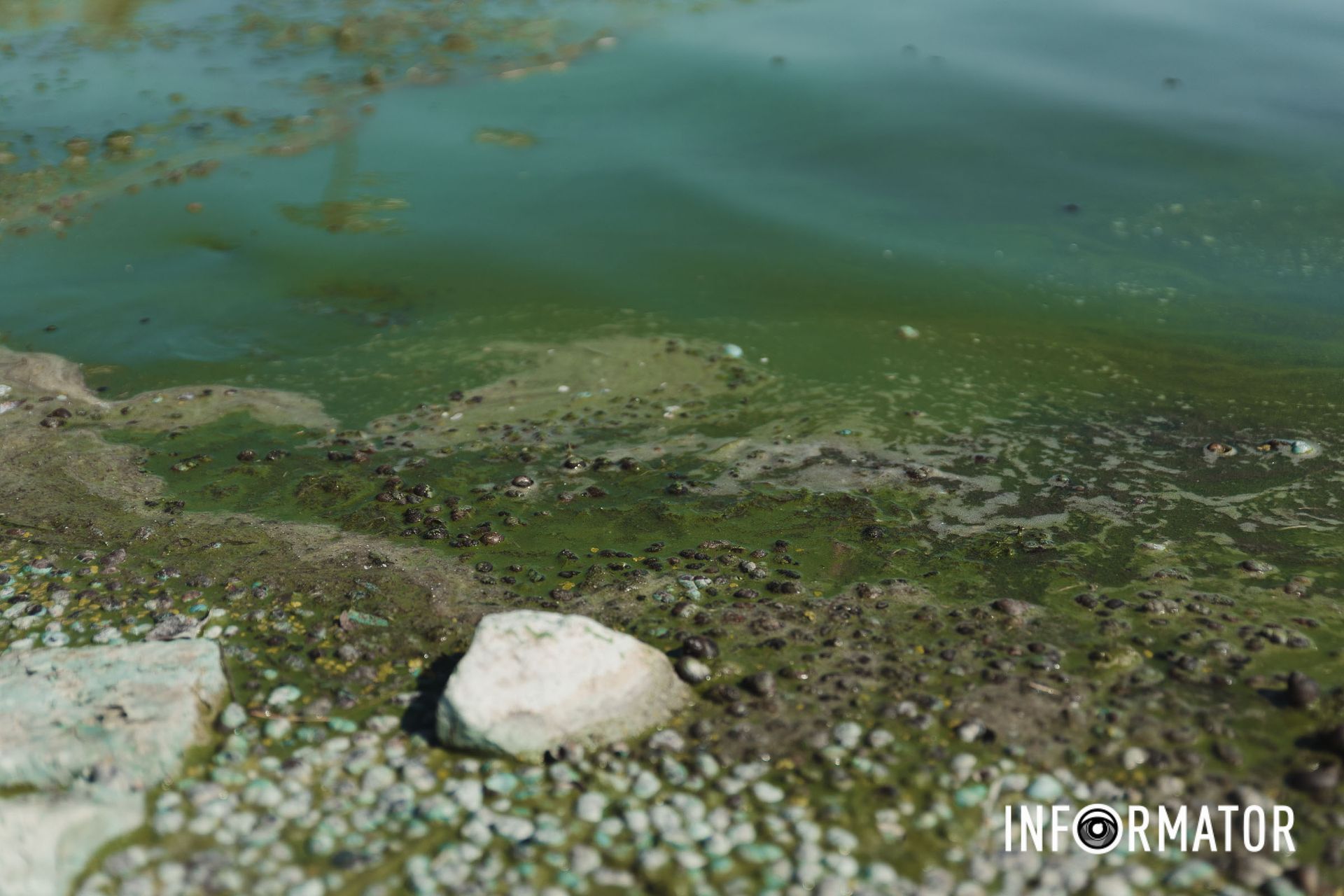 Ймовірна причина — спека та мілководдя Річка в Дніпрі позеленіла і смердить: що відбувається на набережній 4
