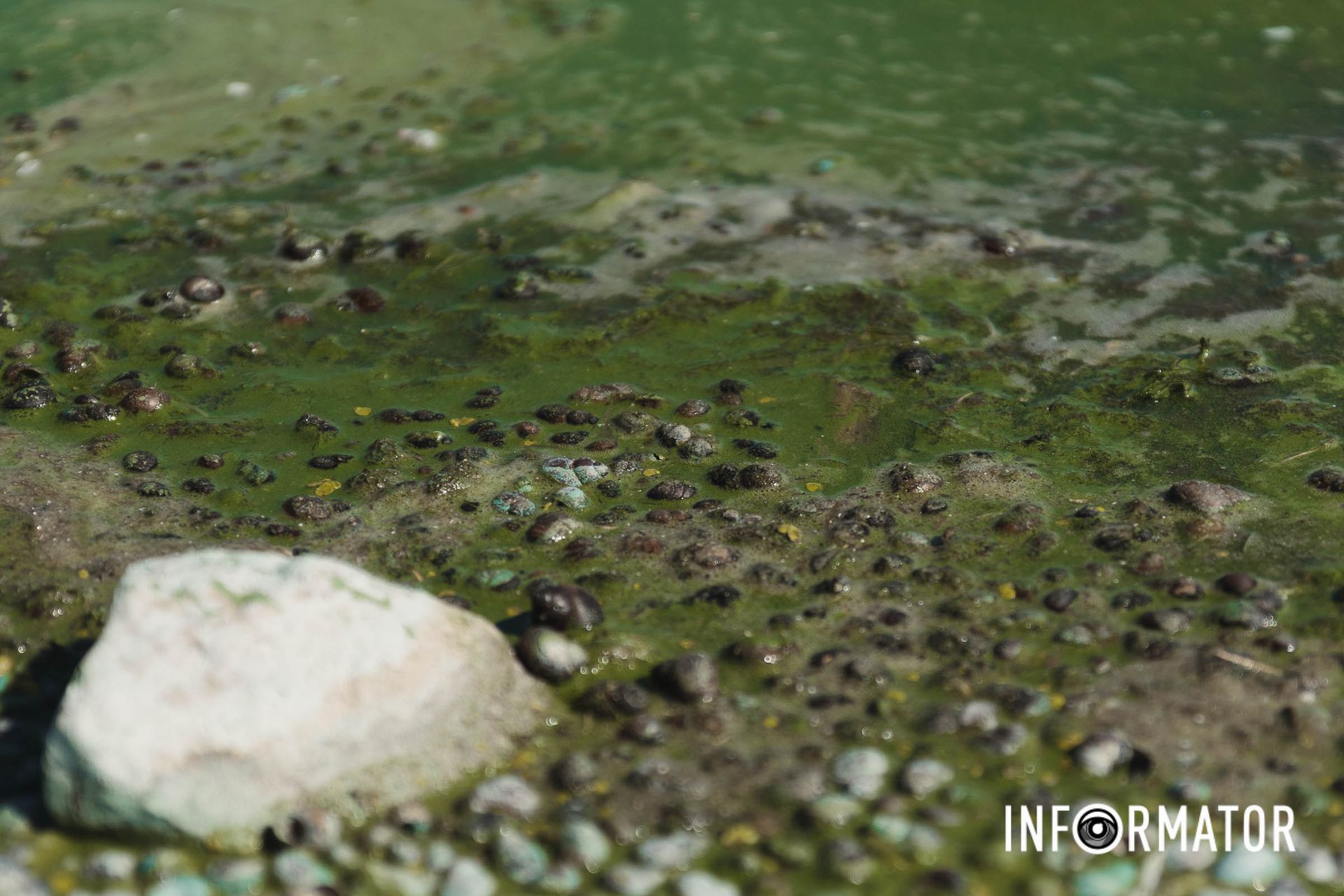 Команда Інформатора побувала на місці та зафіксувала тривожні зміни Річка в Дніпрі позеленіла і смердить: що відбувається на набережній 5
