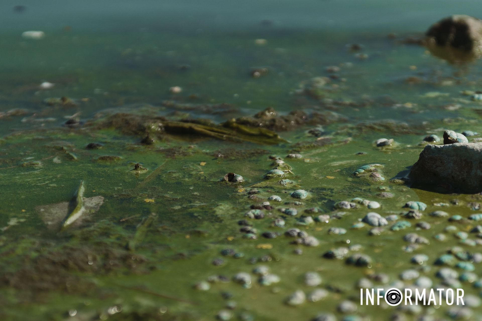 Фестивальний причал Річка в Дніпрі позеленіла і смердить: що відбувається на набережній 6