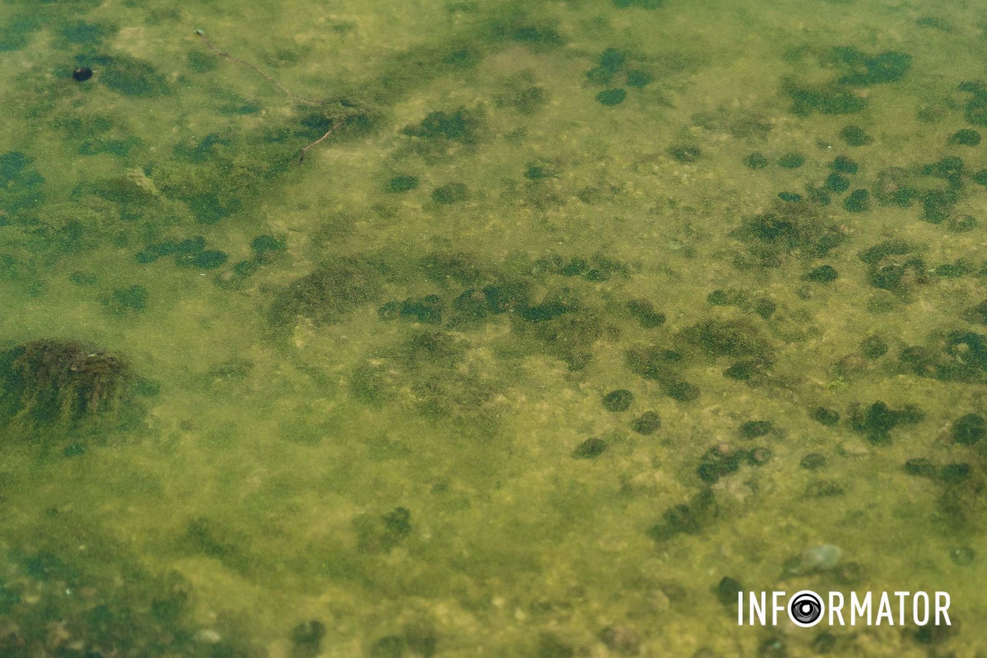 Фото - Максим Якушев Річка в Дніпрі позеленіла і смердить: що відбувається на набережній 9