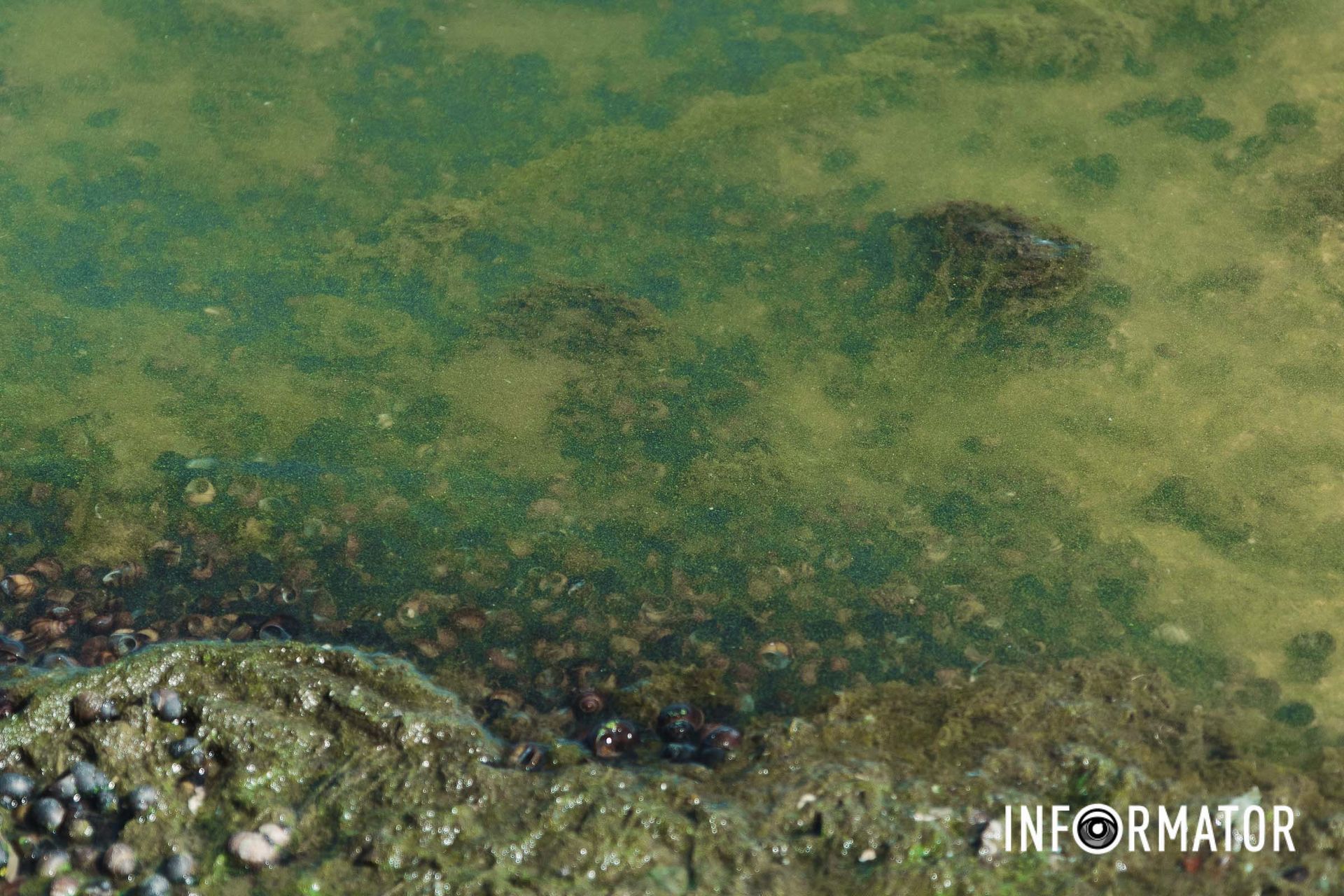 Зелене цвітіння на поверхні Річка в Дніпрі позеленіла і смердить: що відбувається на набережній 11