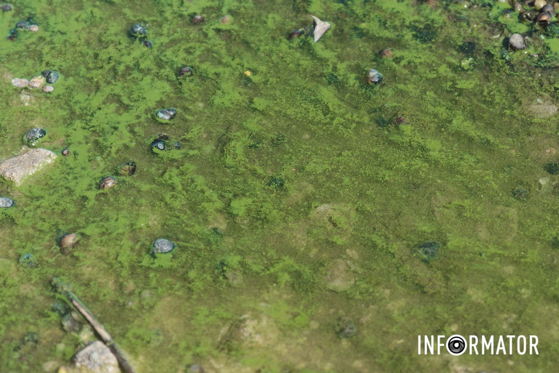 Запах стоїть нестерпний Річка в Дніпрі позеленіла і смердить: що відбувається на набережній 12