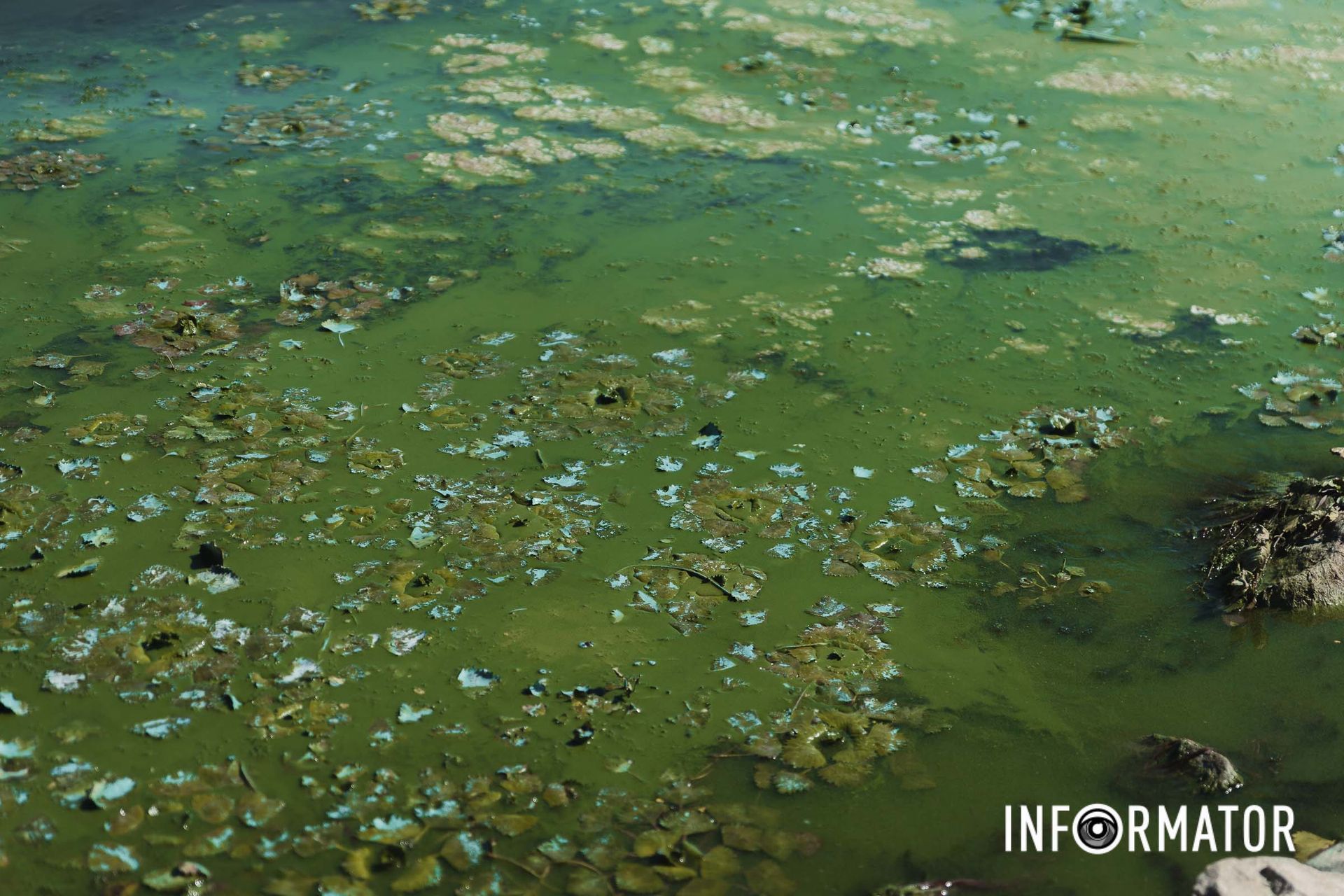 Тут також річка цвіте Річка в Дніпрі позеленіла і смердить: що відбувається на набережній 15