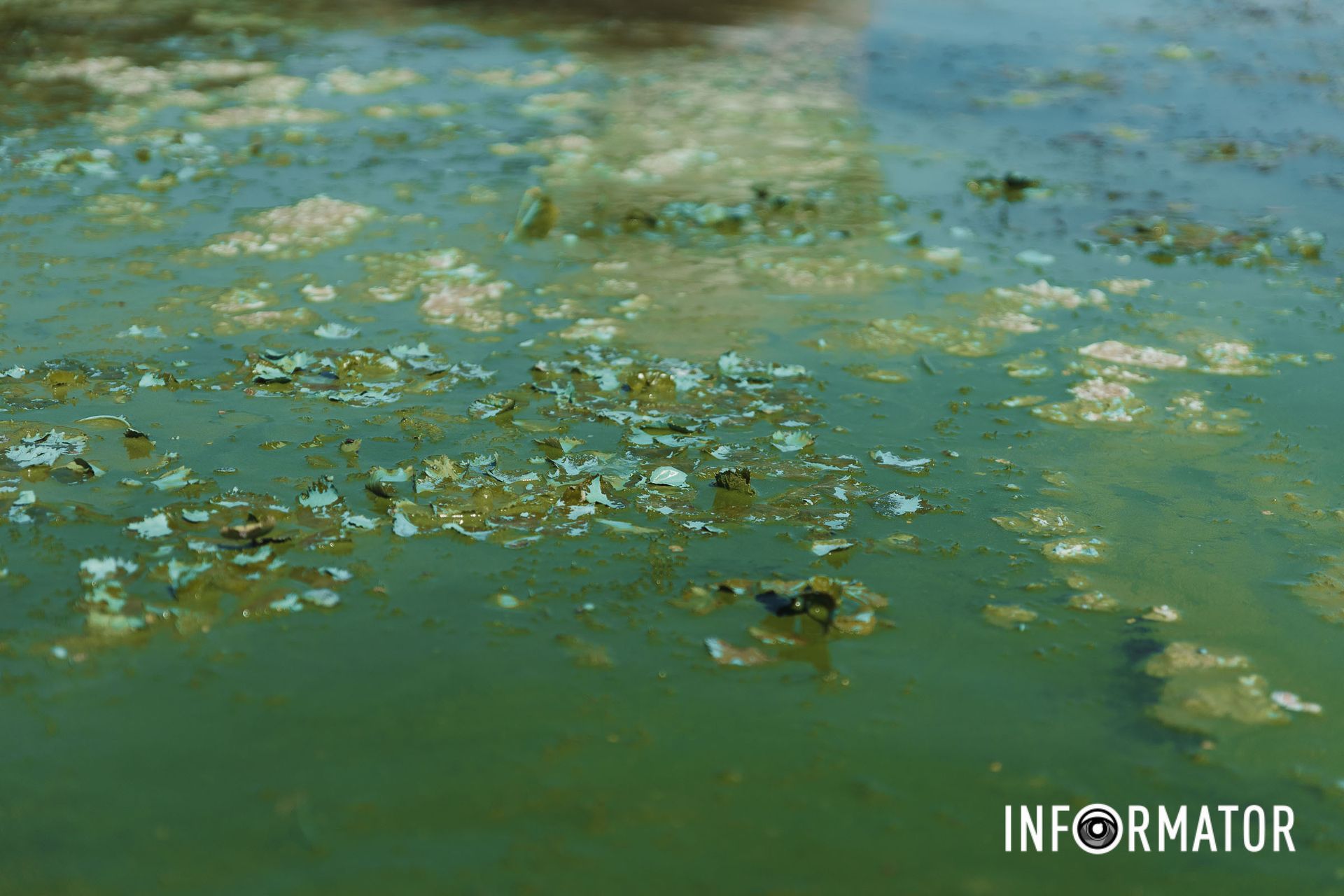 Зелена плівка на воді Річка в Дніпрі позеленіла і смердить: що відбувається на набережній 18