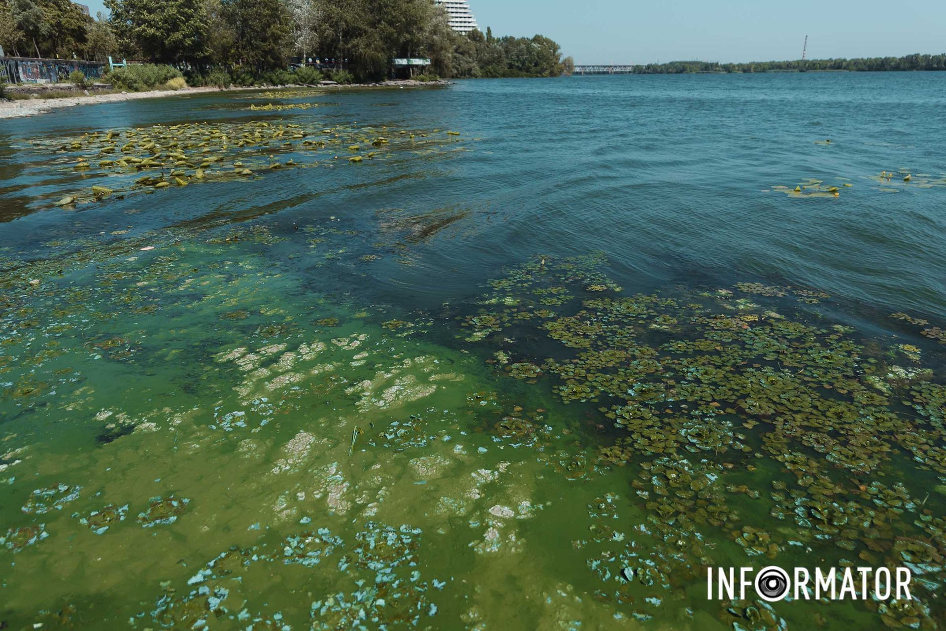 Цвітіння видно неозброєним оком Річка в Дніпрі позеленіла і смердить: що відбувається на набережній 19