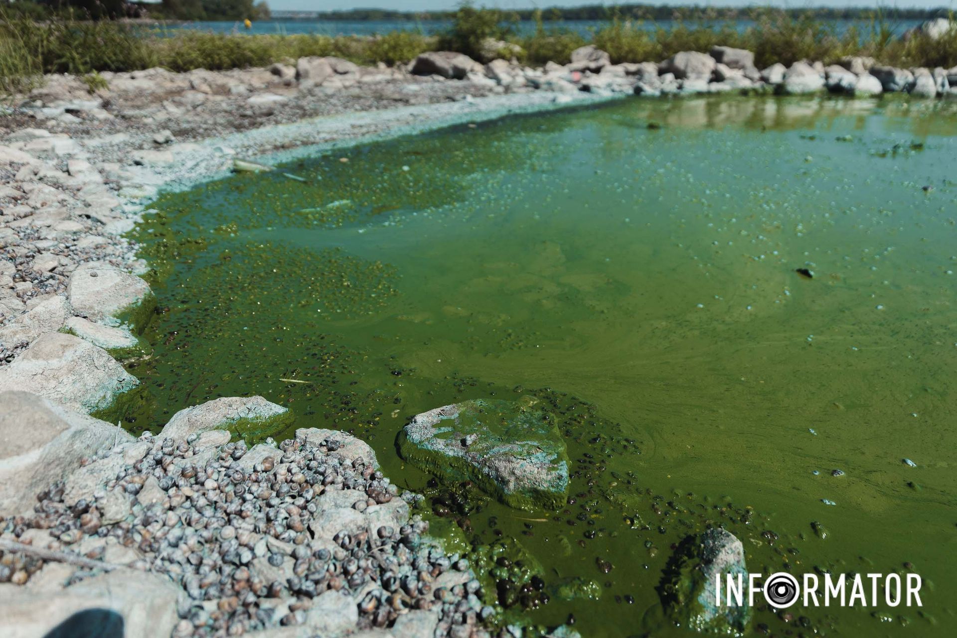 Сморід відчувається здалеку Річка в Дніпрі позеленіла і смердить: що відбувається на набережній 21