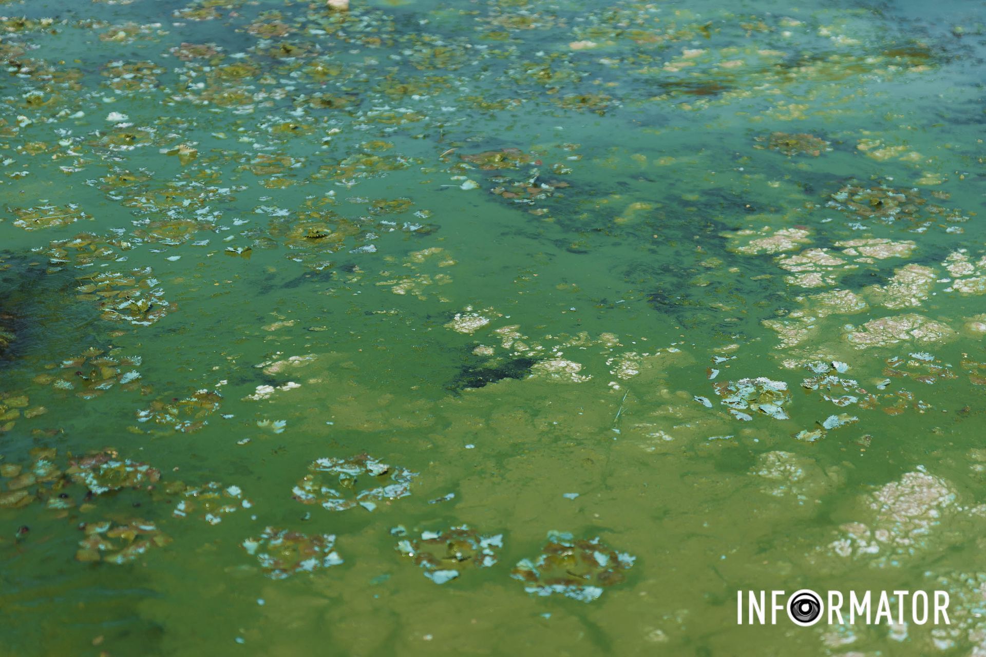 Поверхня вкрита зеленню Річка в Дніпрі позеленіла і смердить: що відбувається на набережній 22