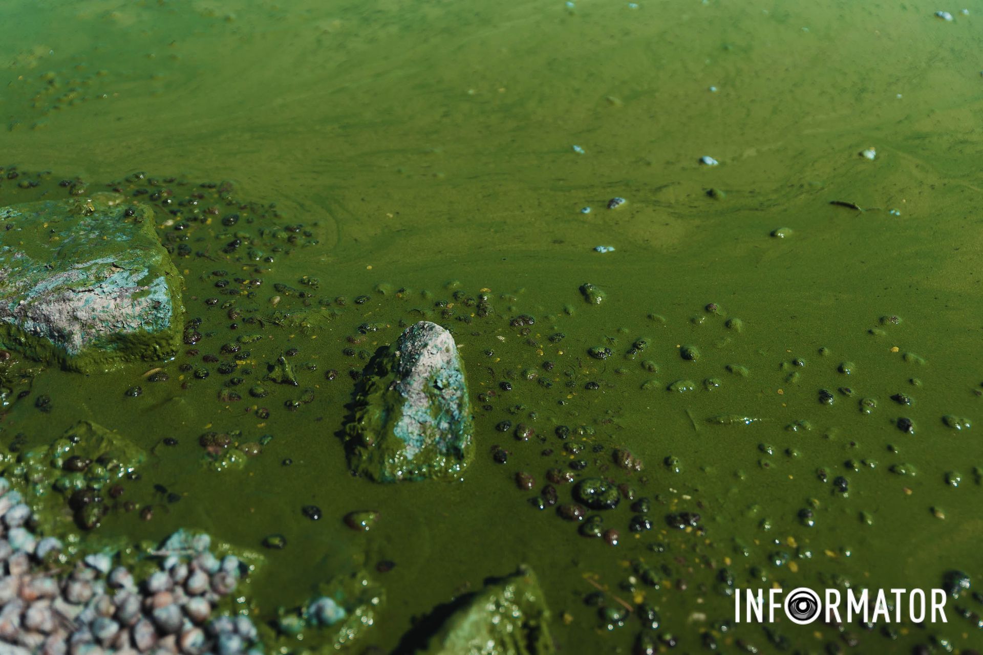 Дніпро цвіте прямо в центрі міста Річка в Дніпрі позеленіла і смердить: що відбувається на набережній 23