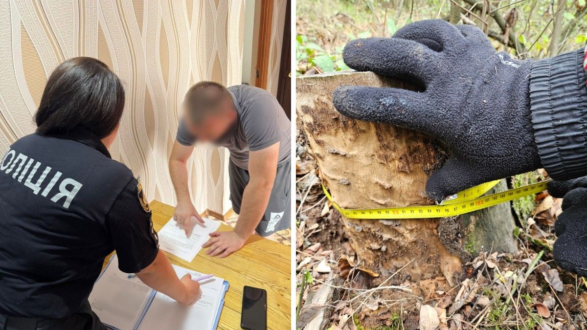 Майже 34 мільйони збитків: у ландшафтному парку "Дніпровські ліси" вирубили понад 670 дерев