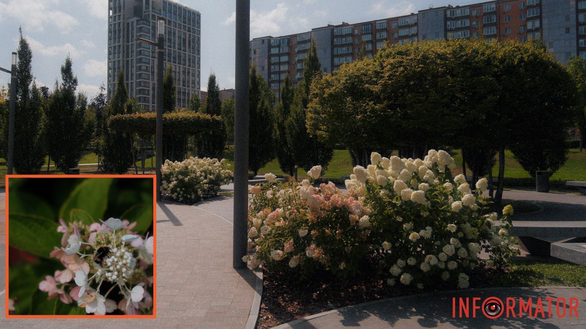 Тендітні ніжні пелюстки: у Прибережному сквері у Дніпрі розквітли гортензії