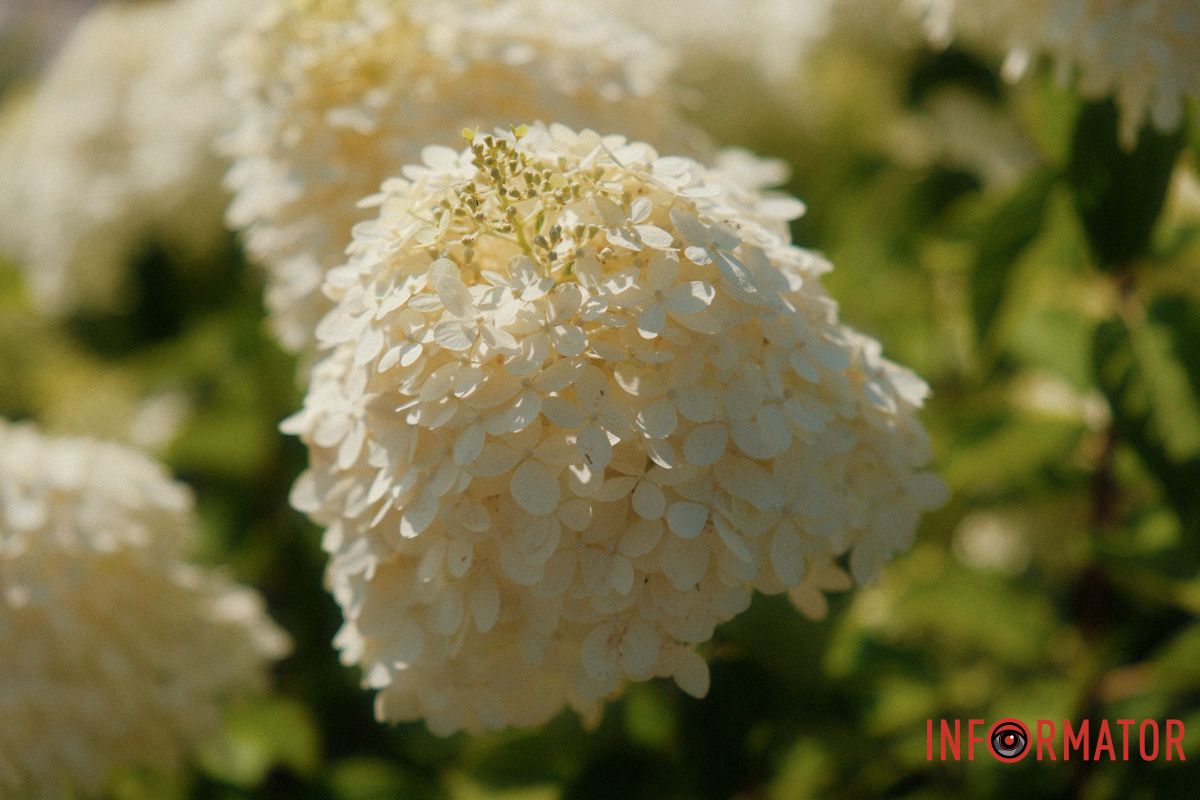 Синій, рожевий чи білий — кожен колір має свій настрій