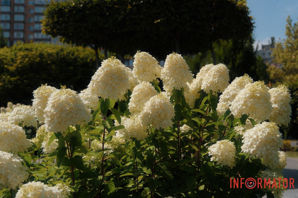 Легкість, краса й трохи магії 