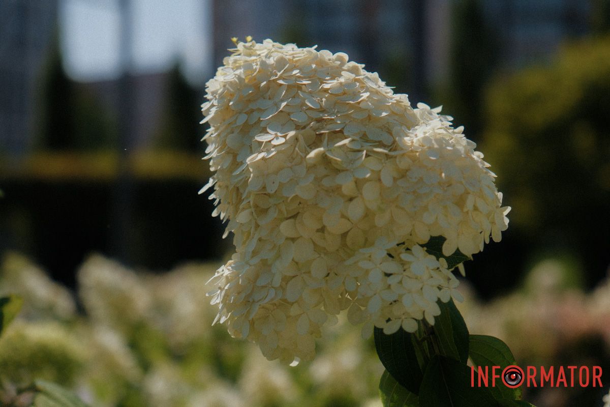 Хмари з квітів — ідеальні для натхнення