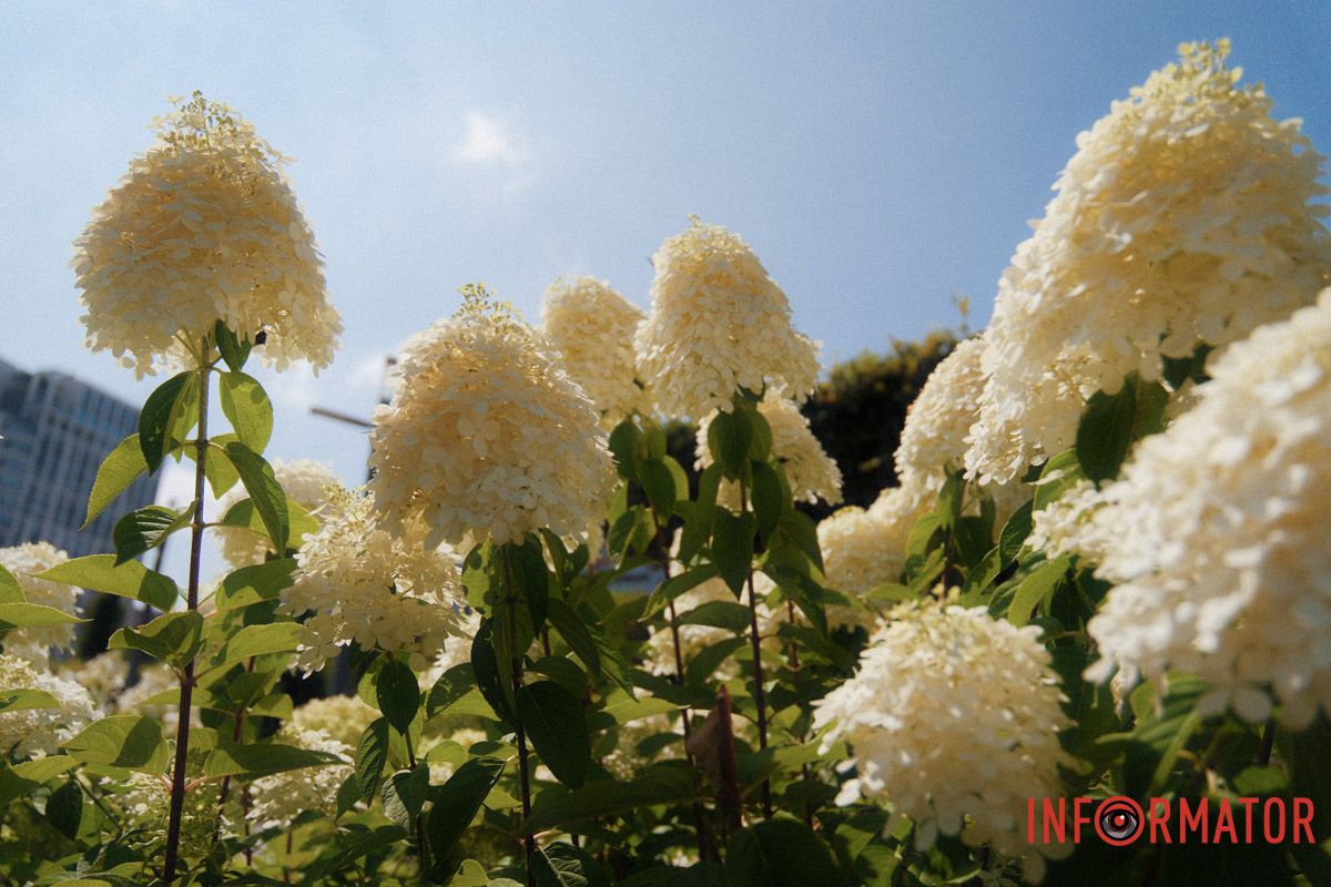 Коли тиша має колір — це гортензія