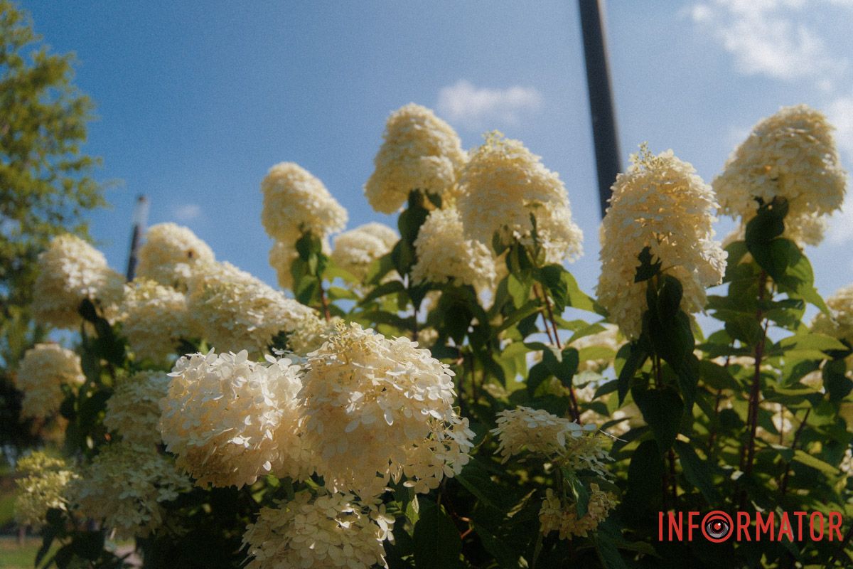 Гортензії — королеви м’якого світла